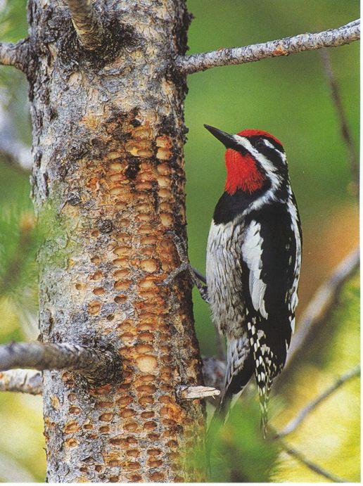 woodpecker-Yellow-bellied Sapsucker-by Joel Williams.jpg