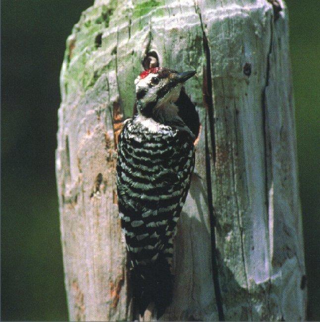 Ladder-backed Woodpecker 02.jpg