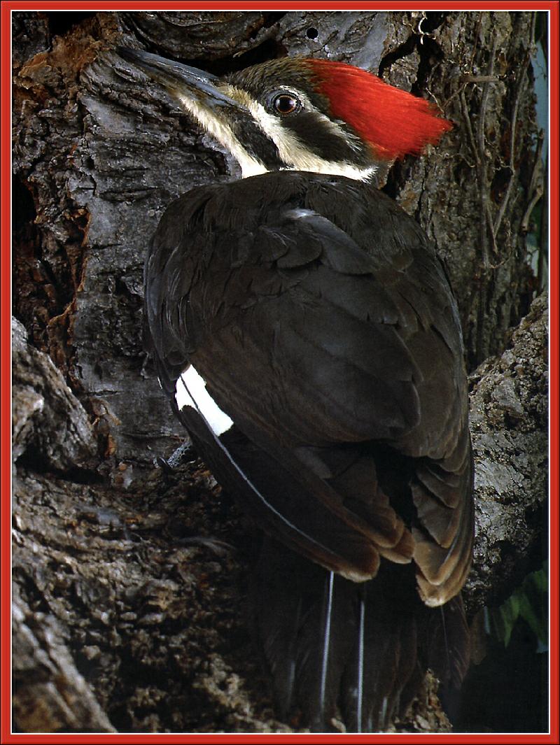 Ds-Cal Oiseaux 08- Grand pic-Pileated Woodpecker.jpg