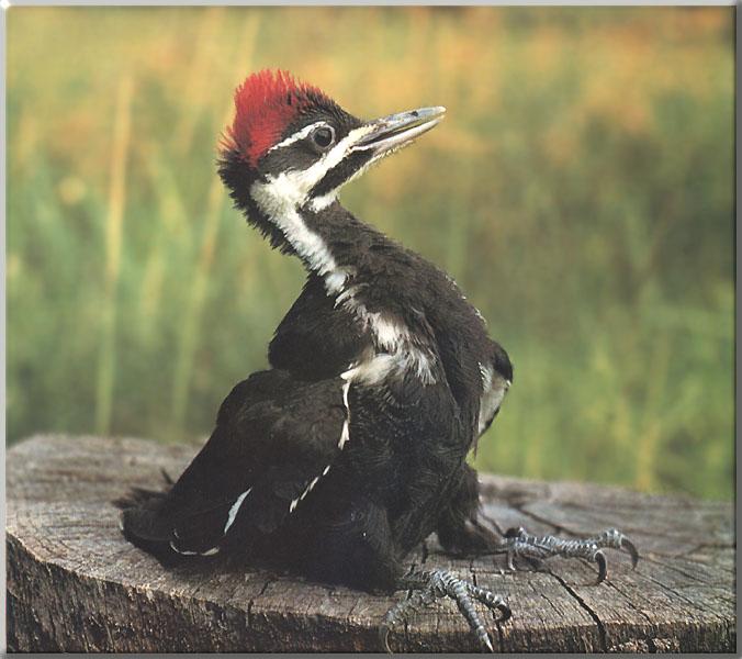 Pileated Woodpecker 09-Juvenile On log cut.JPG