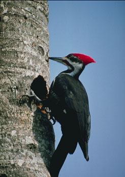 Pileated Woodpecker digging hole on tree.jpg