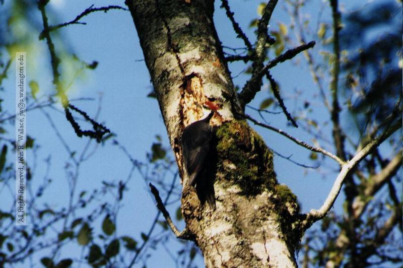 Pileated Woodpecker 01.jpg