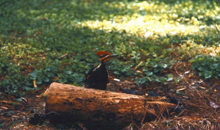 Pileated Woodpecker In the Yard.jpg