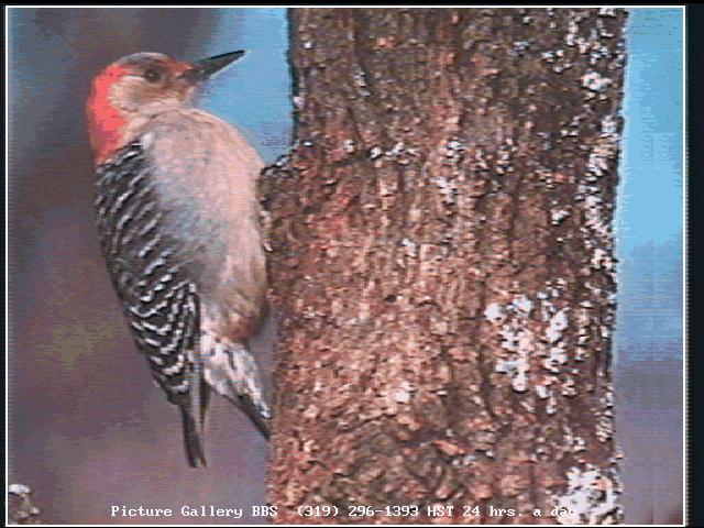 bird148-Red-bellied Woodpecker-pecking.jpg