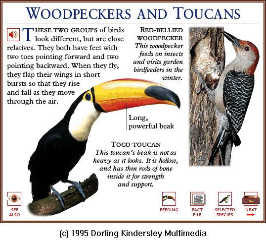 DKMMNature-Toco Toucan-Red-bellied Woodpecker.gif