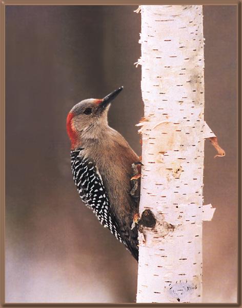 Red-bellied Woodpecker 02.jpg