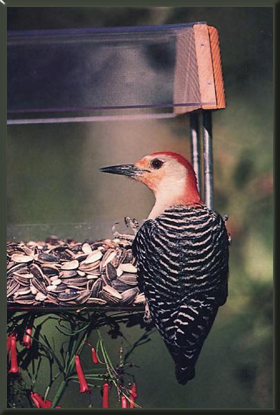 Red-bellied Woodpecker 04.jpg