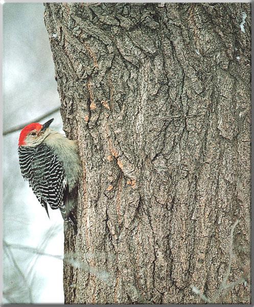 Red-bellied Woodpecker 07-Pecking tree.JPG