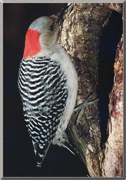 Red-bellied Woodpecker Female 01.jpg