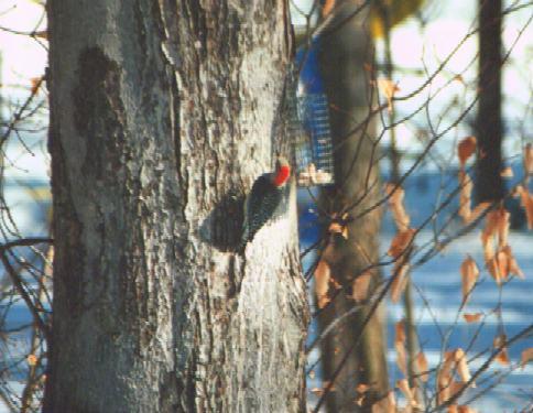 Red-bellied Woodpecker-Hanging on tree.jpg