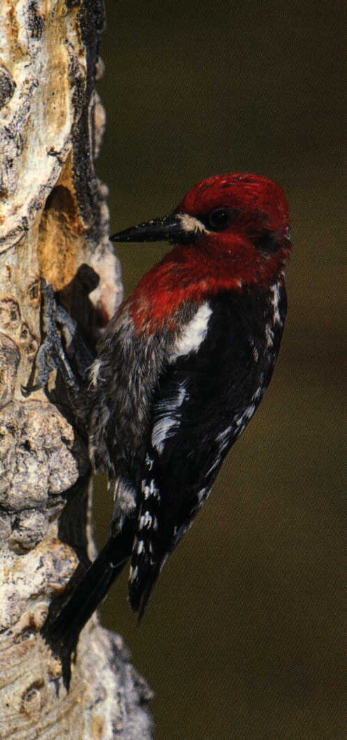 Red-breasted Sapsucker bss.jpg