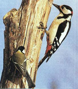 Hacksp tt  Talgoxe-Swedish White-backed Woodpecker-and-Great Tit.jpg