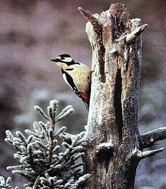 Hacksp tt1-Swedish White-backed Woodpecker-hanging log.jpg