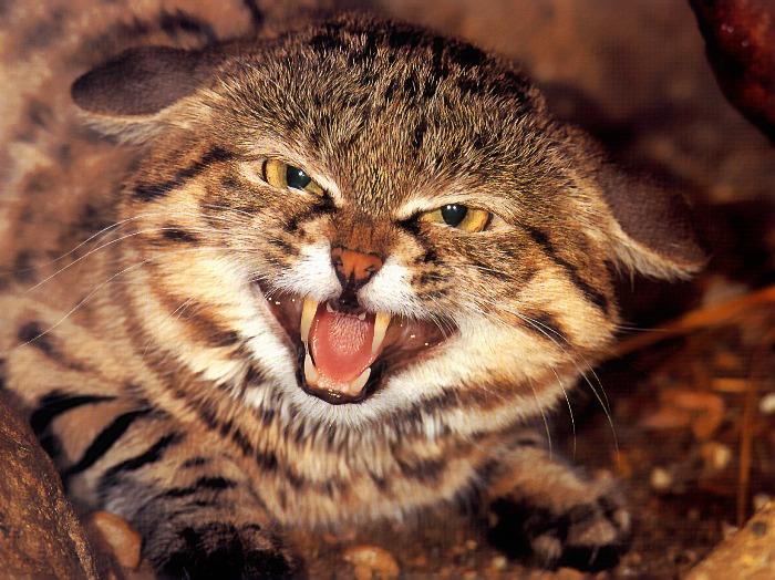 p-wc25-Black-footed Cat-snarling.jpg