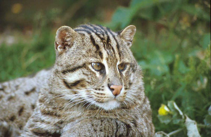 Fishing cat-closeup-from Banahm Zoo.jpg