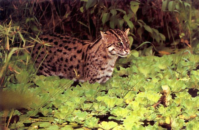 p-wc10-Fishing Cat-into the swamp.jpg
