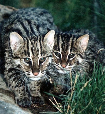 Wildcats4-2 Young fishing cats.jpg