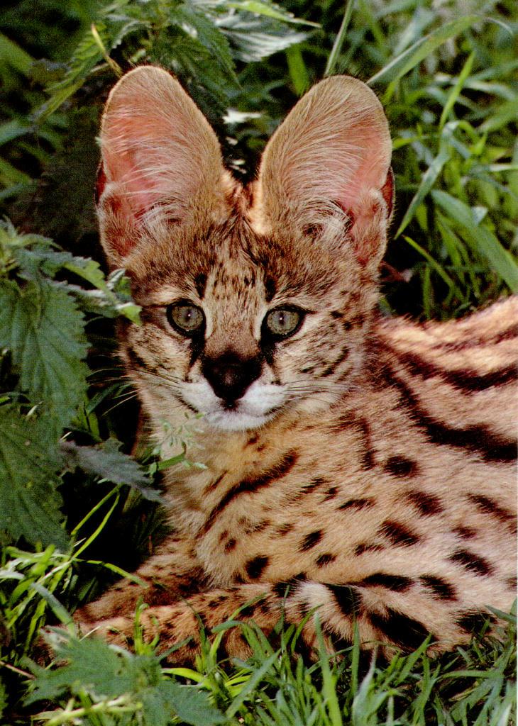 serval 1-sitting in forest-closeup.jpg