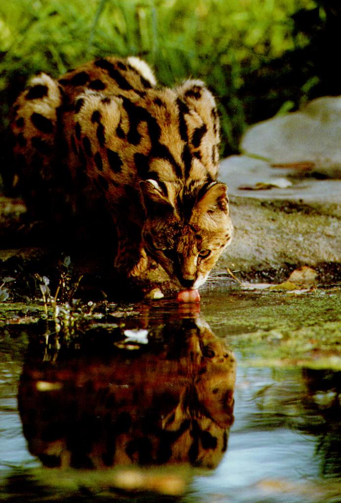 serval 2-lapping water-reflection.jpg