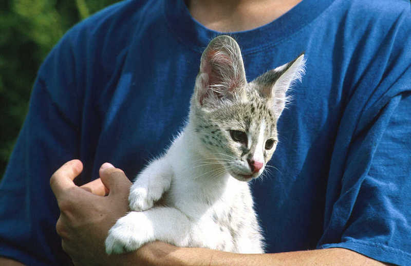 Serval Kitten-male baby.jpg