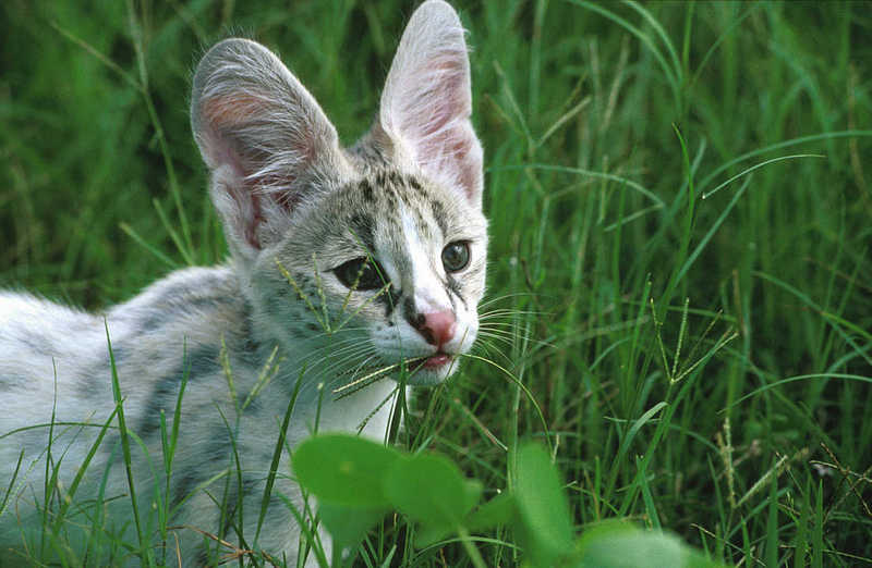 Serval-Kitty-face closeup in grass.jpg