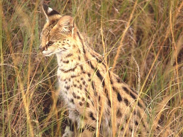 Serval-sitting in weeds bush.jpg