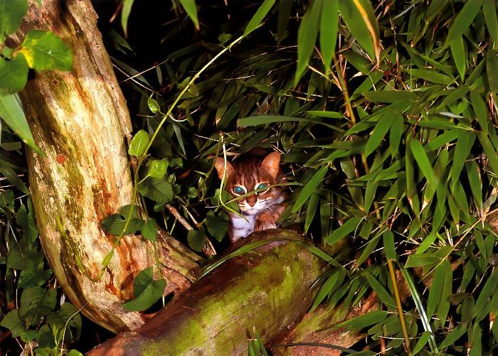 p-wc99-Rusty-spotted Cat-on log.jpg