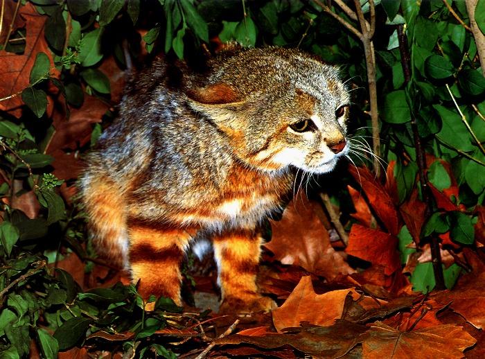 p-wc83-Pampas Cat-closeup in forest.jpg