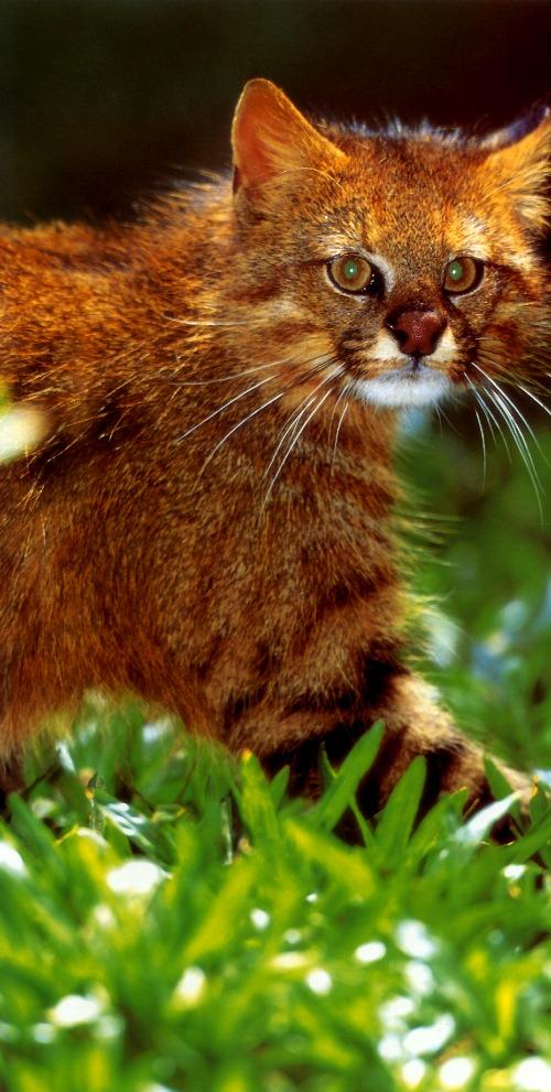 p-wc84-Pampas Cat-closeup on grass.jpg
