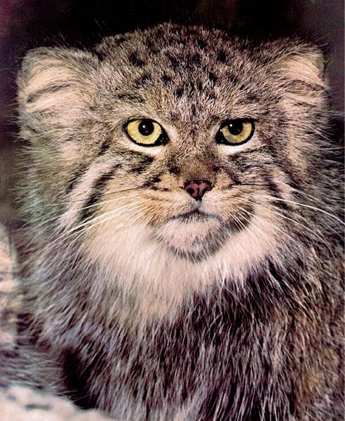 wildcat49-Pallas\' cat-face closeup.jpg