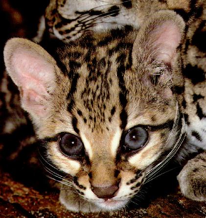 WC-Young.margay.jpg