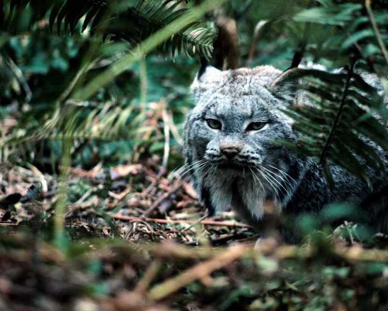 anmwi069-Lynx-In Forest.jpg