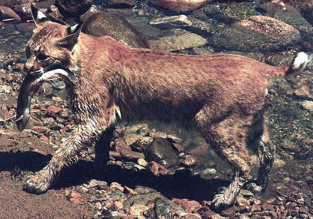 BigCat18-Lynx-Caught Fish.jpg