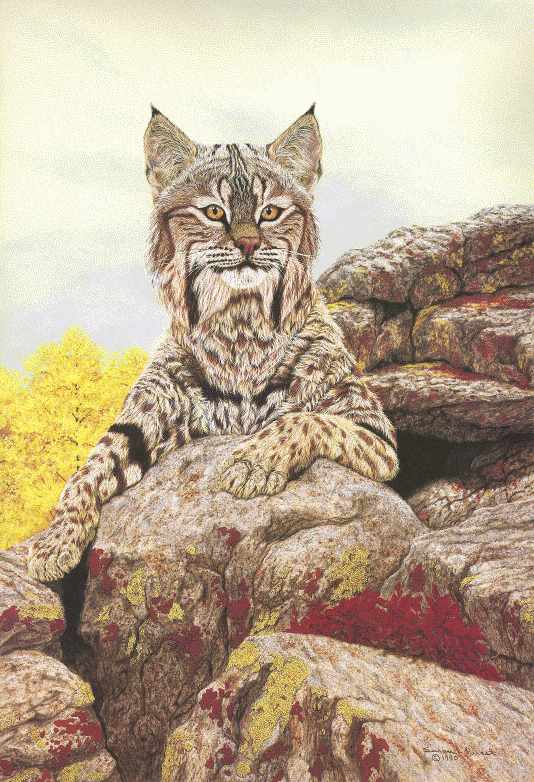 look3-Bobcat-painting.jpg