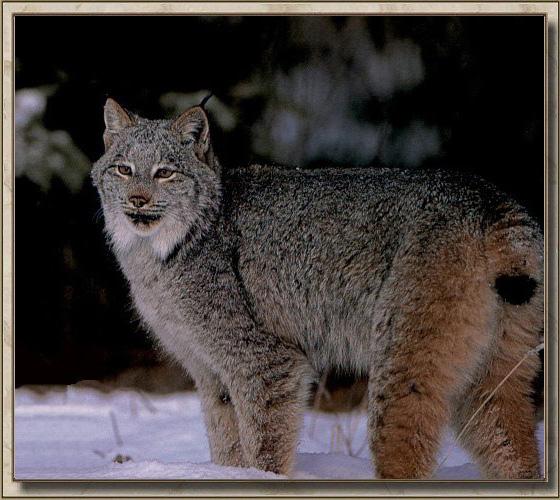 Lynx 01-Standing in snow.jpg