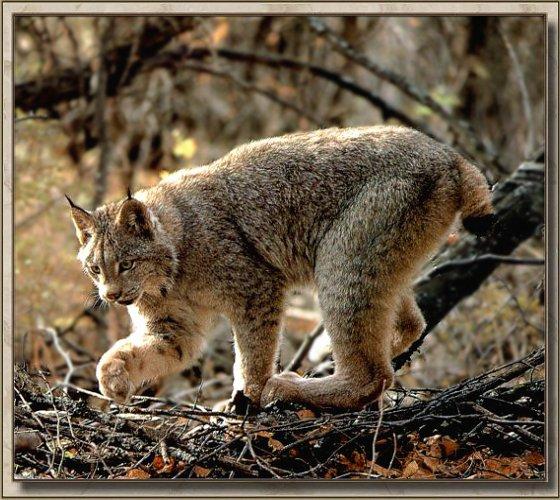 Lynx 02-Searching with foot-On Bush.jpg