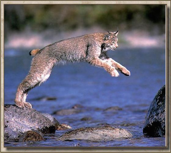 Lynx 03-Jumping-Stream.jpg