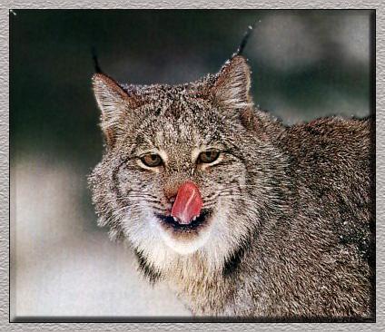 Lynx 05-Licking Nose-Face Closeup.jpg