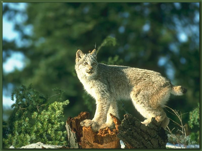 Lynx 08.jpg