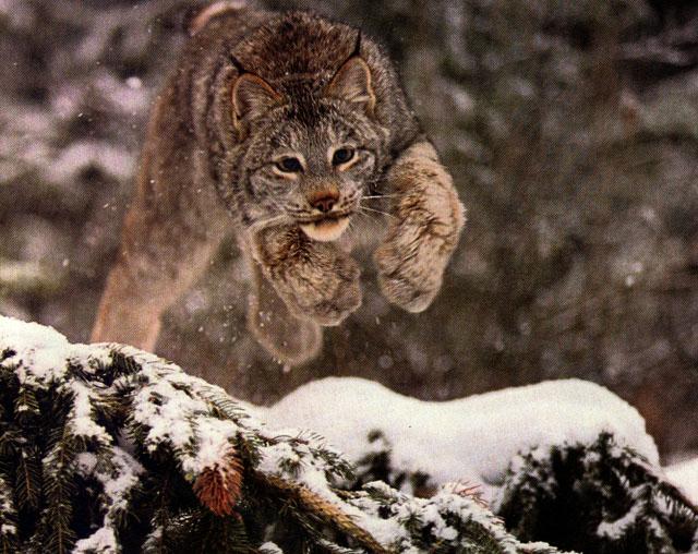 Lynx Jumping SnowTree.jpg