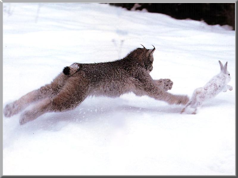 Lynx Snow-Chasing White Rabbit.jpg