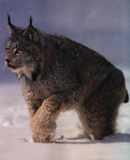 Lynx001-Walking on snow.jpg