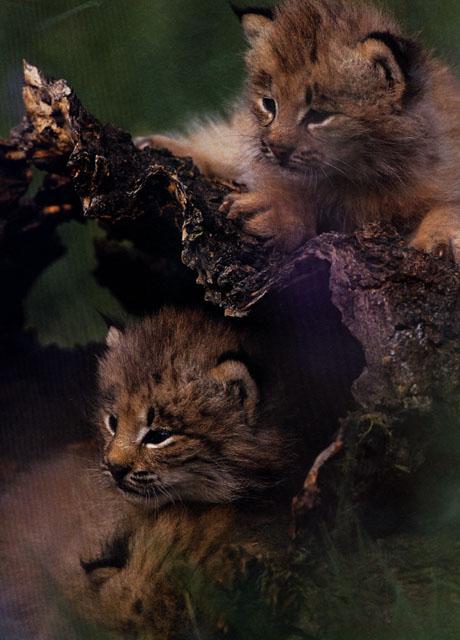 Lynx003-cubs.jpg