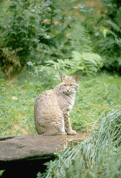 Lynx Watching Back Sitting On Rock-15600017.jpg