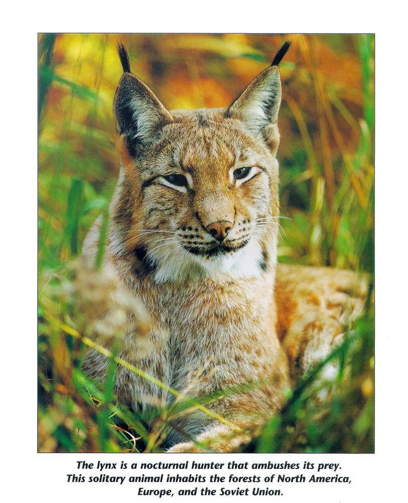 mammal17-Eurasian Lynx-face closeup.jpg