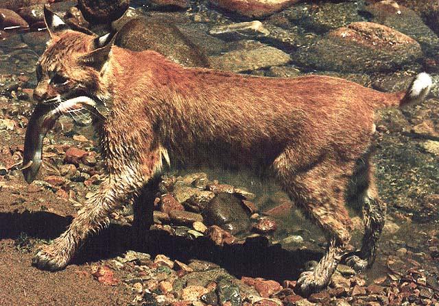 wildcat18-lynx.jpg