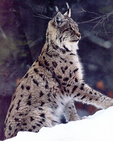 wildcat55-lynx.jpg