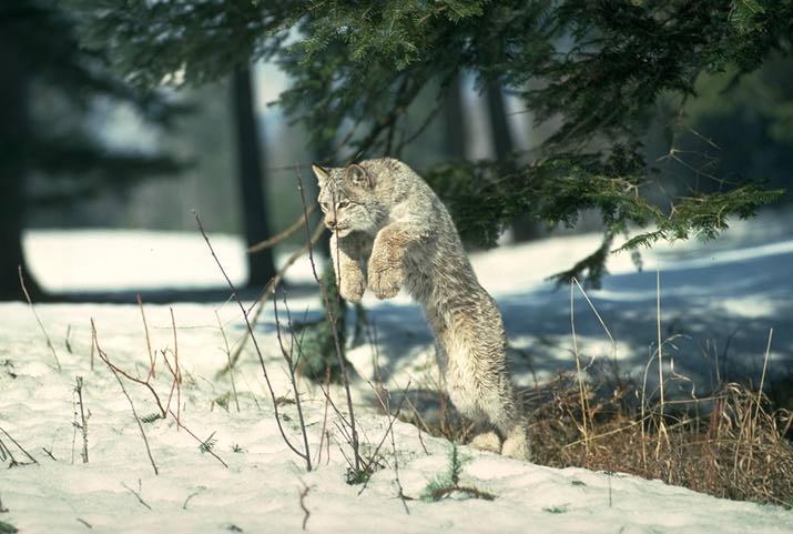 00w cats-Canadian Lynx jumping on snow land.jpg