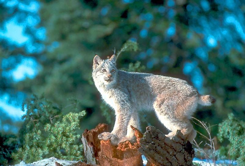 173018-Canadian Lynx-standing on log.jpg