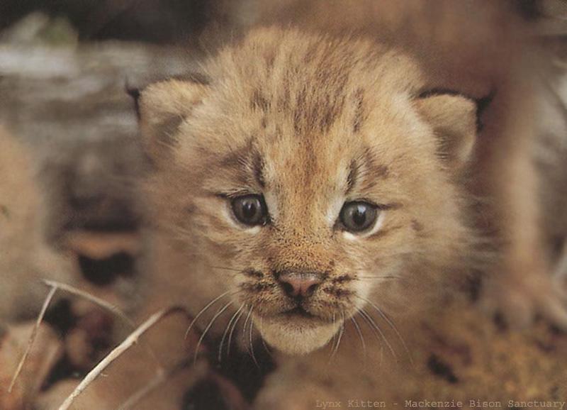 BW Kim Poole-Lynx Kitten.jpg
